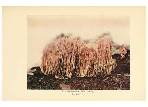 Reproducción/Reproduction 49345981437: The mushroom book.. New York,Doubleday, Page,1901.. 