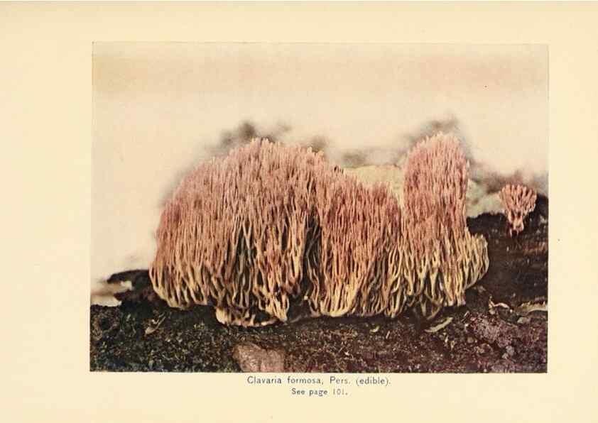 Reproducción/Reproduction 49345981437: The mushroom book.. New York,Doubleday, Page,1901.. 