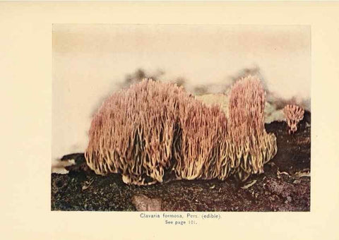 Reproducción/Reproduction 49345981437: The mushroom book.. New York,Doubleday, Page,1901.. 
