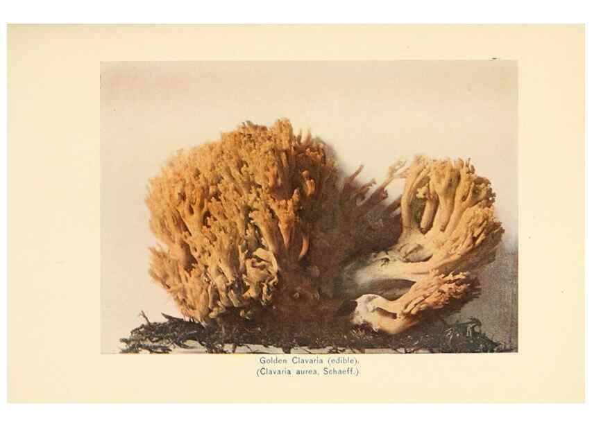 Reproducción/Reproduction 49345769186: The mushroom book.. New York,Doubleday, Page,1901.. 