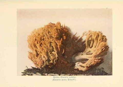 Reproducción/Reproduction 49345769186: The mushroom book.. New York,Doubleday, Page,1901.. 