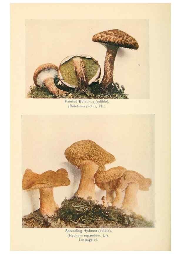 Reproducción/Reproduction 49345309003: The mushroom book.. New York,Doubleday, Page,1901.. 