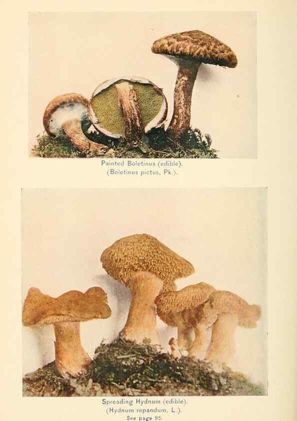 Reproducción/Reproduction 49345309003: The mushroom book.. New York,Doubleday, Page,1901.. 