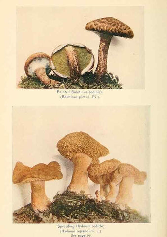 Reproducción/Reproduction 49345309003: The mushroom book.. New York,Doubleday, Page,1901.. 