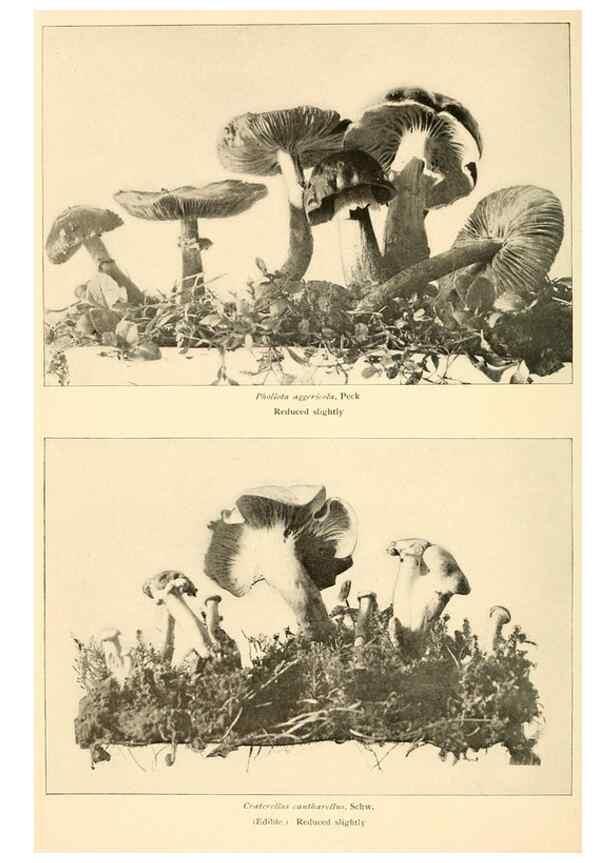 Reproducción/Reproduction 49345303203: The mushroom book.. New York,Doubleday, Page,1901.. 