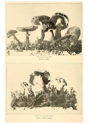 Reproducción/Reproduction 49345303203: The mushroom book.. New York,Doubleday, Page,1901.. 