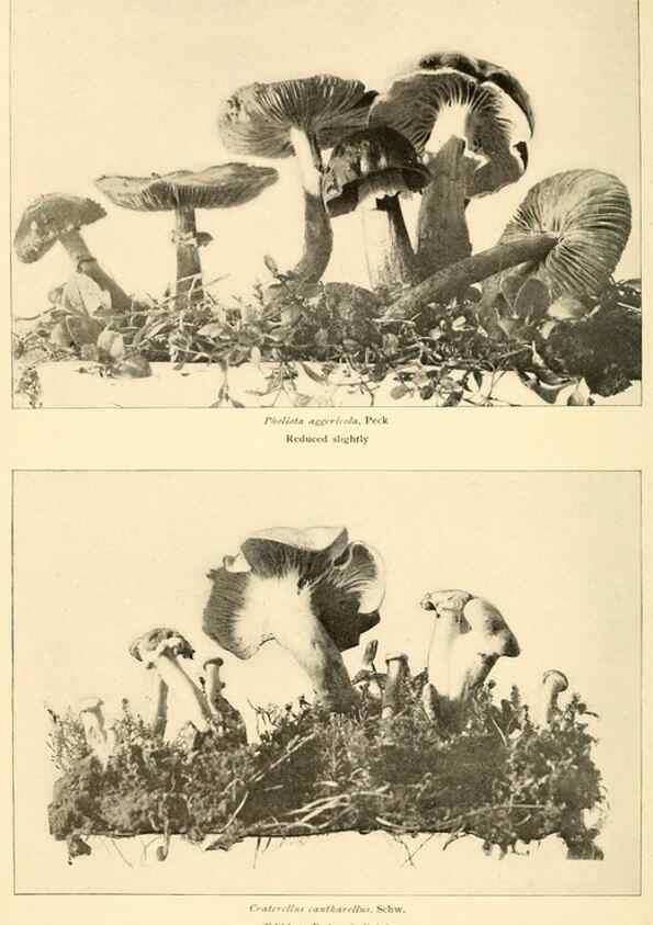 Reproducción/Reproduction 49345303203: The mushroom book.. New York,Doubleday, Page,1901.. 