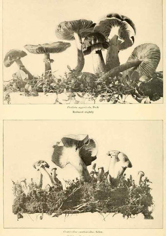 Reproducción/Reproduction 49345303203: The mushroom book.. New York,Doubleday, Page,1901.. 