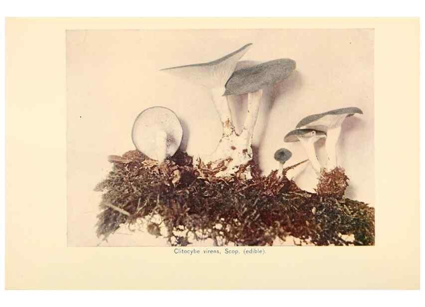 Reproducción/Reproduction 49345302868: The mushroom book.. New York,Doubleday, Page,1901.. 