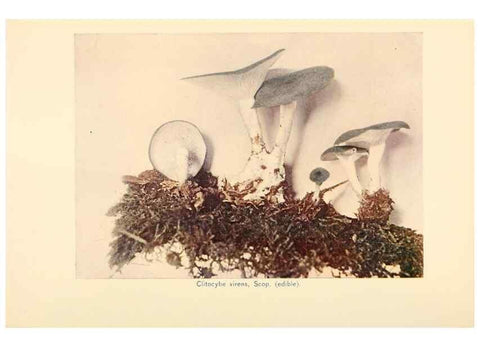 Reproducción/Reproduction 49345302868: The mushroom book.. New York,Doubleday, Page,1901.. 