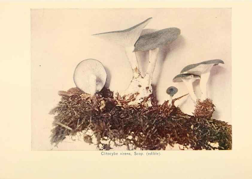 Reproducción/Reproduction 49345302868: The mushroom book.. New York,Doubleday, Page,1901.. 
