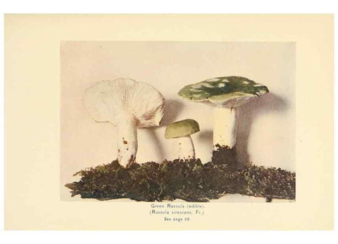 Reproducción/Reproduction 49345302468: The mushroom book.. New York,Doubleday, Page,1901.. 