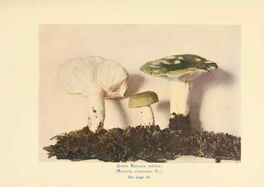 Reproducción/Reproduction 49345302468: The mushroom book.. New York,Doubleday, Page,1901.. 