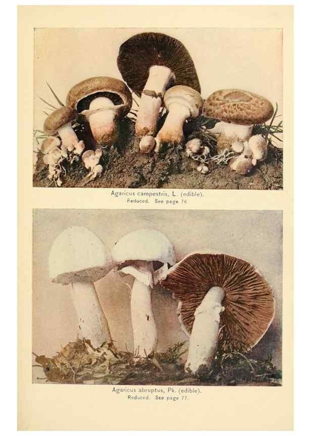 Reproducción/Reproduction 49345763036: The mushroom book.. New York,Doubleday, Page,1901.. 