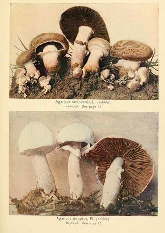 Reproducción/Reproduction 49345763036: The mushroom book.. New York,Doubleday, Page,1901.. 