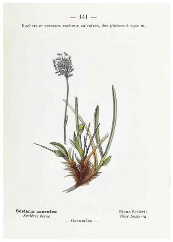Reproducción/Reproduction 49345779487: Nouvelle flore coloriée de poche des Alpes et des Pyrénées.. Paris,Klincksieck,1906-1912.. 
