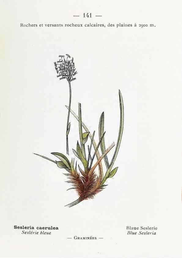 Reproducción/Reproduction 49345779487: Nouvelle flore coloriée de poche des Alpes et des Pyrénées.. Paris,Klincksieck,1906-1912.. 