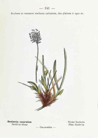 Reproducción/Reproduction 49345779487: Nouvelle flore coloriée de poche des Alpes et des Pyrénées.. Paris,Klincksieck,1906-1912.. 