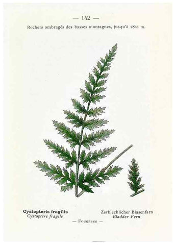 Reproducción/Reproduction 49345567456: Nouvelle flore coloriée de poche des Alpes et des Pyrénées.. Paris,Klincksieck,1906-1912.. 