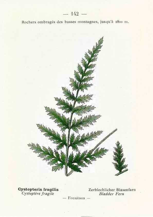 Reproducción/Reproduction 49345567456: Nouvelle flore coloriée de poche des Alpes et des Pyrénées.. Paris,Klincksieck,1906-1912.. 