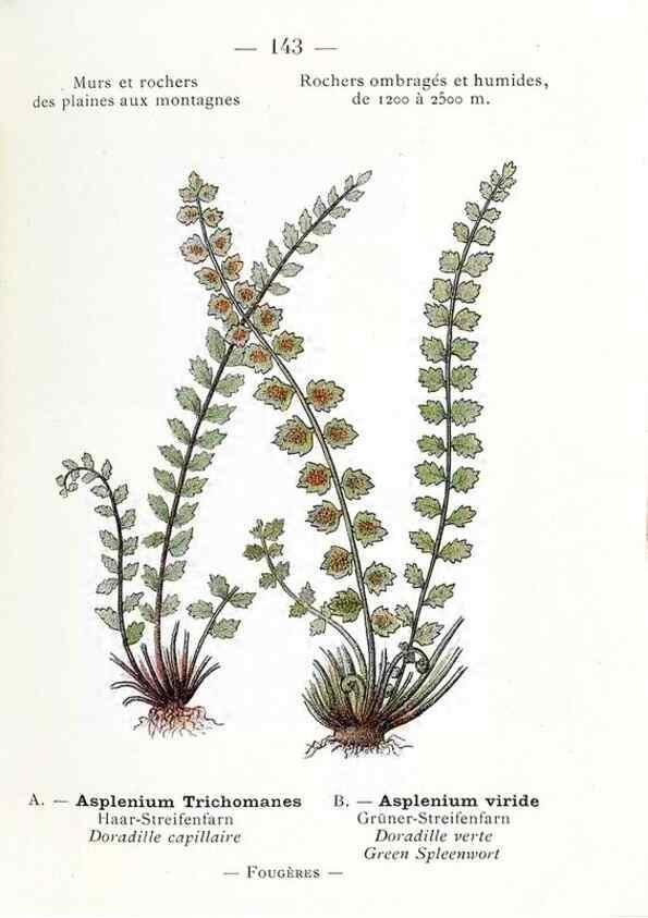 Reproducción/Reproduction 49345107193: Nouvelle flore coloriée de poche des Alpes et des Pyrénées.. Paris,Klincksieck,1906-1912.. 