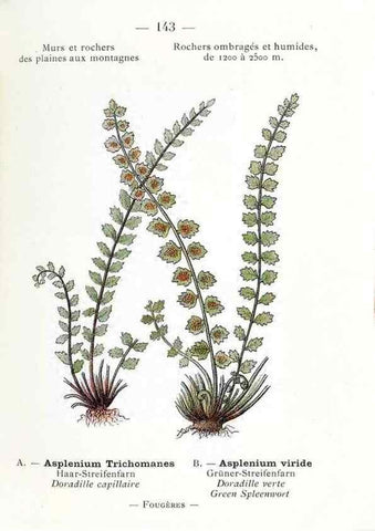 Reproducción/Reproduction 49345107193: Nouvelle flore coloriée de poche des Alpes et des Pyrénées.. Paris,Klincksieck,1906-1912.. 