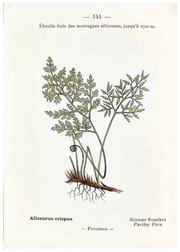 Reproducción/Reproduction 49345107403: Nouvelle flore coloriée de poche des Alpes et des Pyrénées.. Paris,Klincksieck,1906-1912.. 