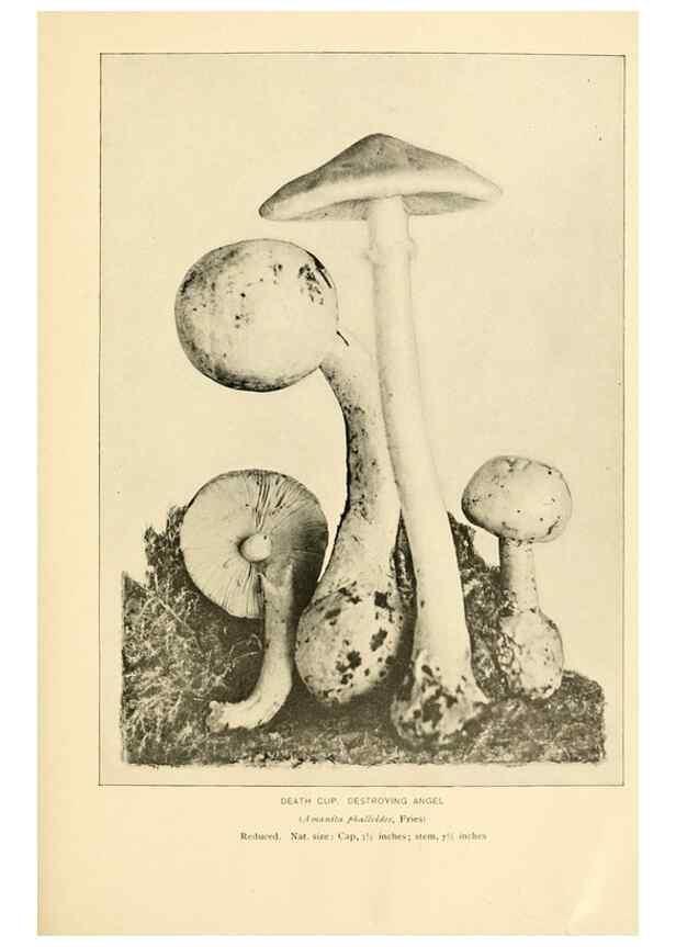 Reproducción/Reproduction 49345758071: The mushroom book.. New York,Doubleday, Page,1901.. 