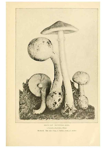 Reproducción/Reproduction 49345758071: The mushroom book.. New York,Doubleday, Page,1901.. 