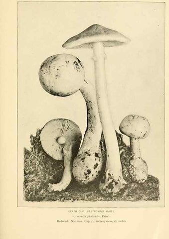 Reproducción/Reproduction 49345758071: The mushroom book.. New York,Doubleday, Page,1901.. 