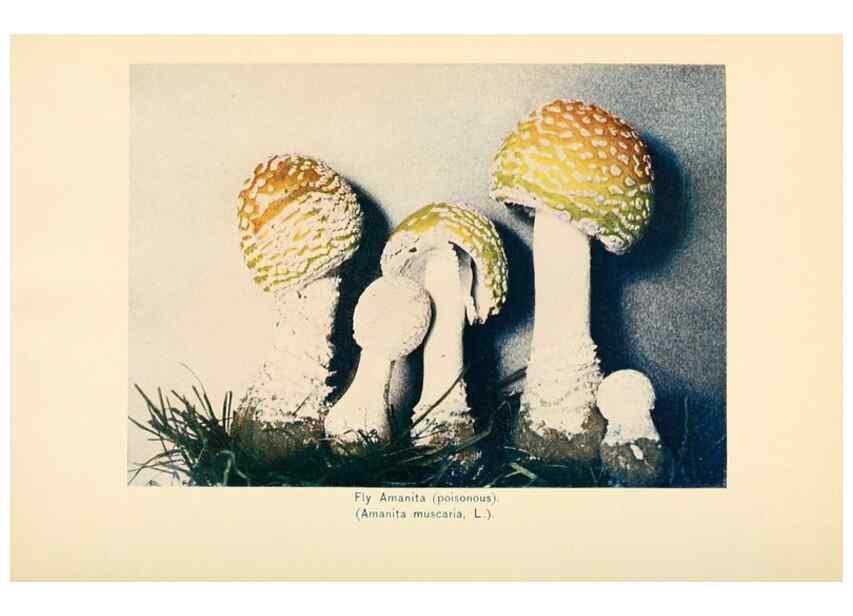 Reproducción/Reproduction 49345758576: The mushroom book.. New York,Doubleday, Page,1901.. 