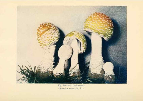 Reproducción/Reproduction 49345758576: The mushroom book.. New York,Doubleday, Page,1901.. 