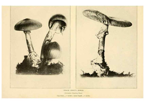 Reproducción/Reproduction 49345298098: The mushroom book.. New York,Doubleday, Page,1901.. 