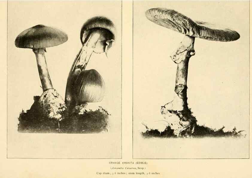 Reproducción/Reproduction 49345298098: The mushroom book.. New York,Doubleday, Page,1901.. 