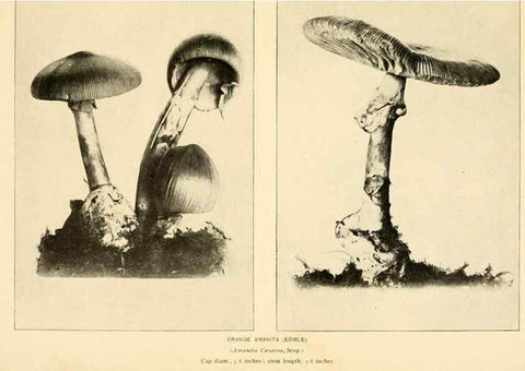 Reproducción/Reproduction 49345298098: The mushroom book.. New York,Doubleday, Page,1901.. 