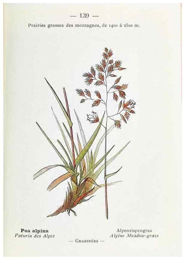 Reproducción/Reproduction 49345778697: Nouvelle flore coloriée de poche des Alpes et des Pyrénées.. Paris,Klincksieck,1906-1912.. 