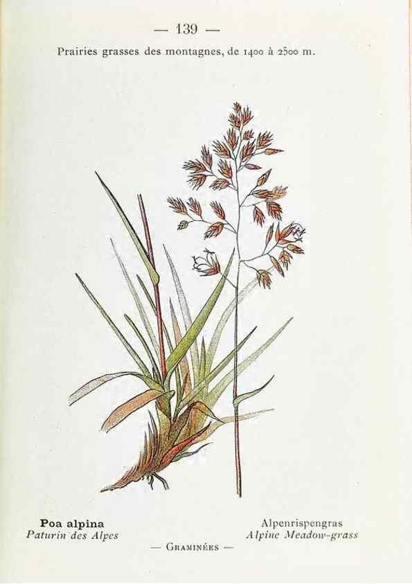 Reproducción/Reproduction 49345778697: Nouvelle flore coloriée de poche des Alpes et des Pyrénées.. Paris,Klincksieck,1906-1912.. 