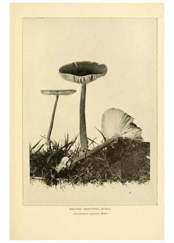 Reproducción/Reproduction 49345298468: The mushroom book.. New York,Doubleday, Page,1901.. 