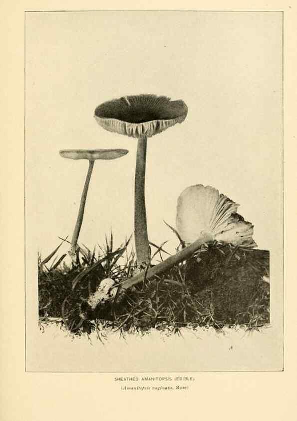 Reproducción/Reproduction 49345298468: The mushroom book.. New York,Doubleday, Page,1901.. 