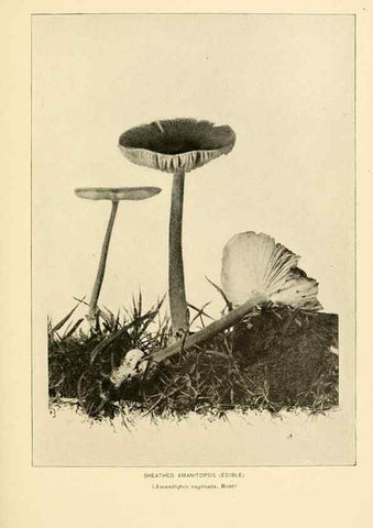 Reproducción/Reproduction 49345298468: The mushroom book.. New York,Doubleday, Page,1901.. 
