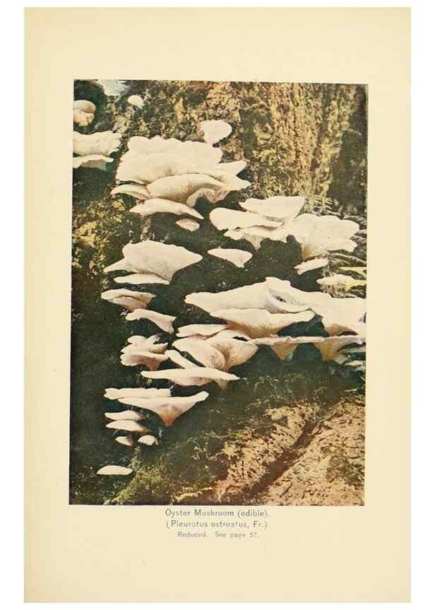 Reproducción/Reproduction 49345760191: The mushroom book.. New York,Doubleday, Page,1901.. 