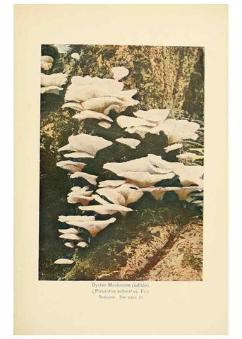 Reproducción/Reproduction 49345760191: The mushroom book.. New York,Doubleday, Page,1901.. 