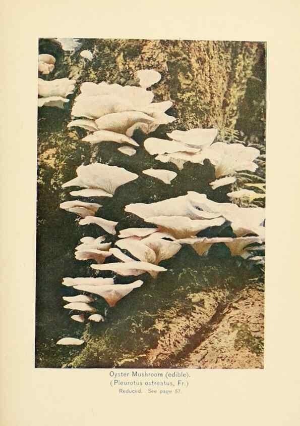 Reproducción/Reproduction 49345760191: The mushroom book.. New York,Doubleday, Page,1901.. 