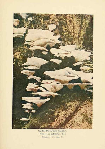 Reproducción/Reproduction 49345760191: The mushroom book.. New York,Doubleday, Page,1901.. 