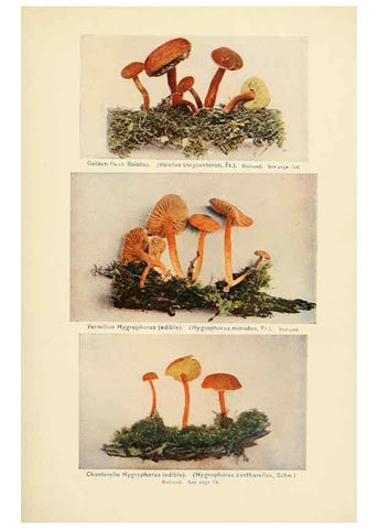 Reproducción/Reproduction 49345760696: The mushroom book.. New York,Doubleday, Page,1901.. 