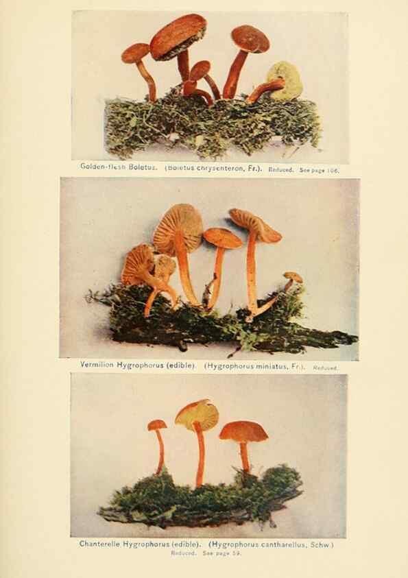 Reproducción/Reproduction 49345760696: The mushroom book.. New York,Doubleday, Page,1901.. 