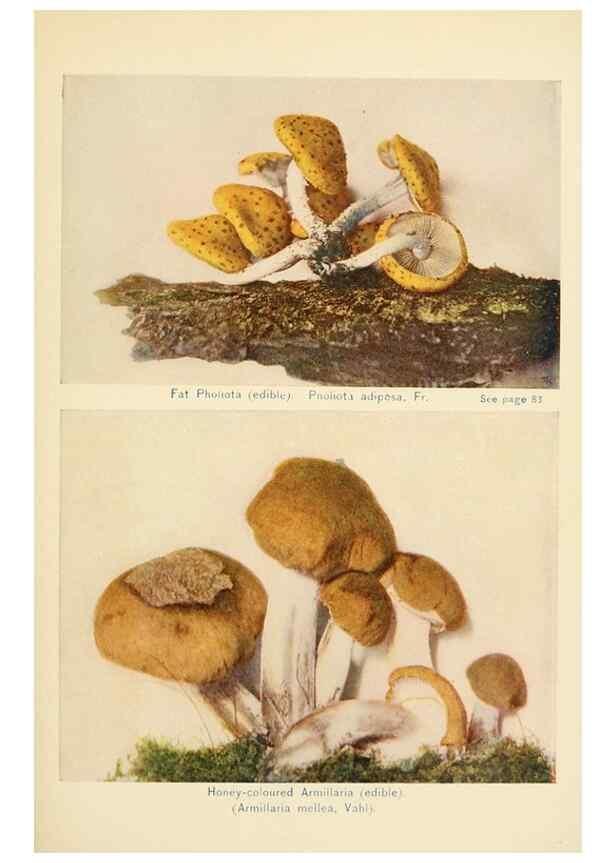 Reproducción/Reproduction 49345300168: The mushroom book.. New York,Doubleday, Page,1901.. 