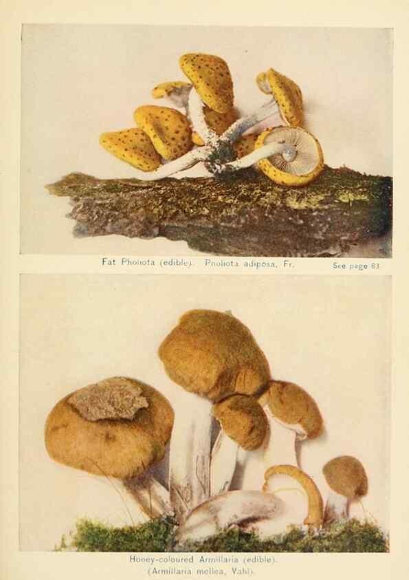 Reproducción/Reproduction 49345300168: The mushroom book.. New York,Doubleday, Page,1901.. 