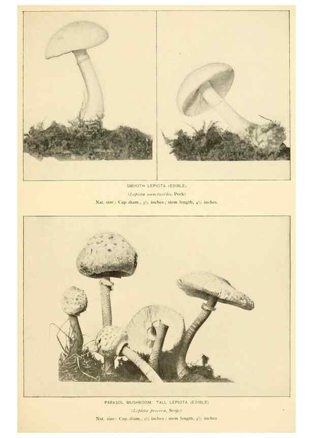 Reproducción/Reproduction 49345300503: The mushroom book.. New York,Doubleday, Page,1901.. 