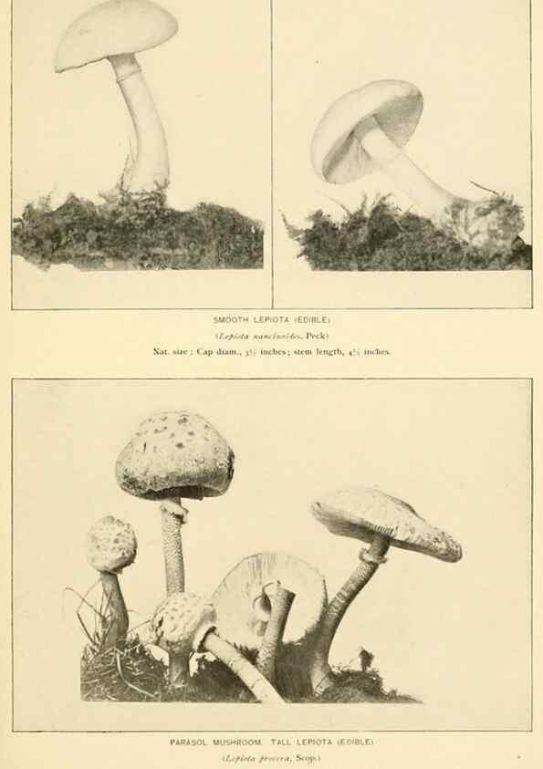Reproducción/Reproduction 49345300503: The mushroom book.. New York,Doubleday, Page,1901.. 